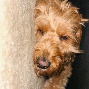 My dog Teddy Rose! She is such a good girl!